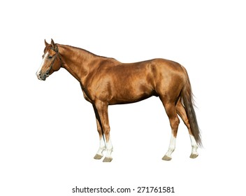 Chestnut stallion isolated over a white background