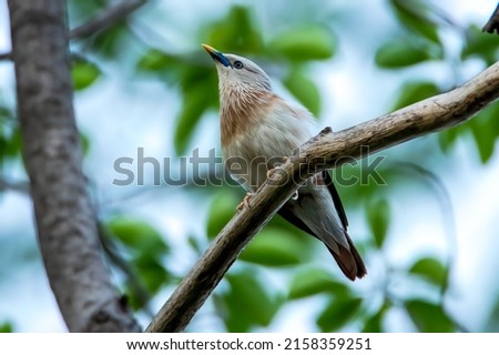 Chestnut tailed starling bird Asia