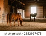 A chestnut Tennessee Walker standing with other horses inside a horse barn 