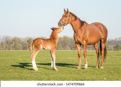 Chestnut Thoroughbred Mare With Foal