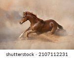 Chestnut Thoroughbred stallion action playing and running 