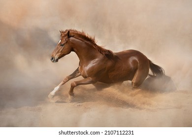 Chestnut Thoroughbred stallion action playing and running 