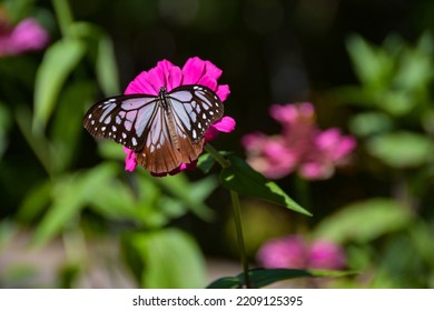 Chestnut Tiger Butterfly Sucking Nectar From Pink Flowers