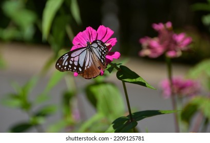 Chestnut Tiger Butterfly Sucking Nectar From Pink Flowers