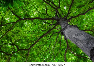 Chestnut Tree From Below