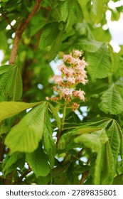 Chestnut tree in bloom. Springtime. Close-up of pink flowers and green leaves.
