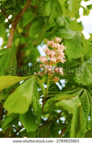 Chestnut tree in bloom. Springtime. Close-up of pink flowers and green leaves.