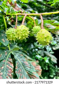Chestnut tree with chesnuts in close-up.