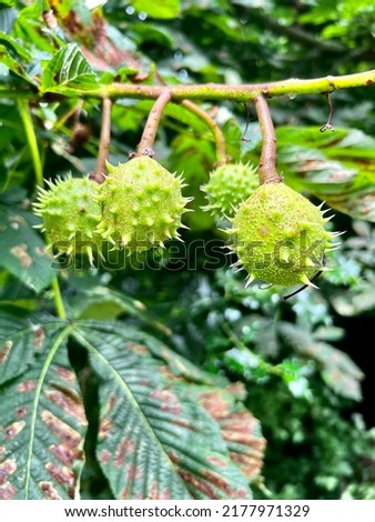 Chestnut tree with chesnuts in close-up.