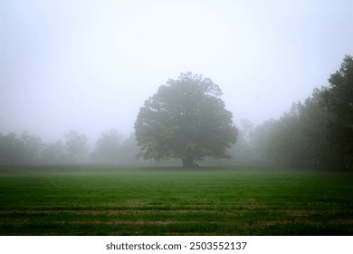 a chestnut tree lives alone on a plate, on a foggy morning, at the end of summer - Powered by Shutterstock