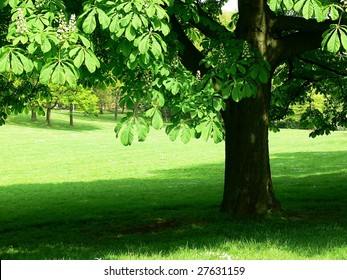 Chestnut Tree In Summer