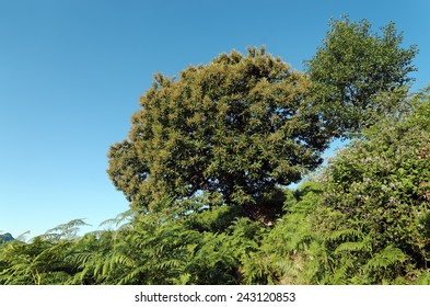 Chestnut Trees Forest In Corsica Mountains