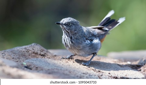 Chestnut Vented Tit-Babbler drinks water from a waterhole in the Kalahari desert