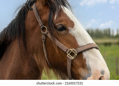  chestnut and white coloured horse head shot close up