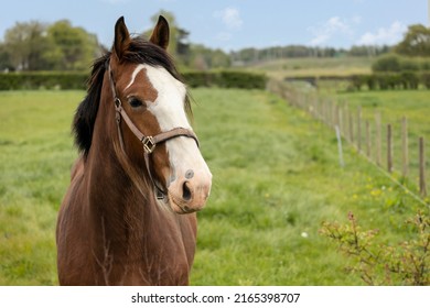  chestnut and white coloured horse head shot close up