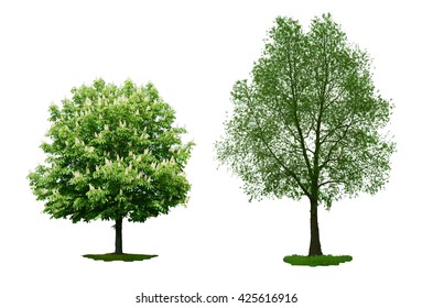 Chestnut and Willow White. Tree set. Isolated on white - Shutterstock ID 425616916