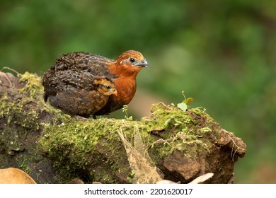 Chestnut Wood Quail (Odontophorus Hyperythrus) Is A Bird Species In The Family Odontophoridae, The New World Quail. It Is Found Only In Colombia