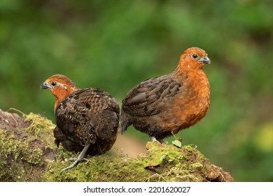 Chestnut Wood Quail (Odontophorus Hyperythrus) Is A Bird Species In The Family Odontophoridae, The New World Quail. It Is Found Only In Colombia