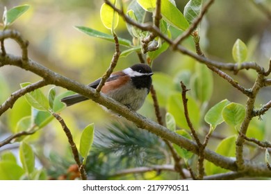 Chestnut-backed chickadee are rather dark, richly-colored chickadee of the Pacific Northwest. Small, big-headed, and tiny-billed