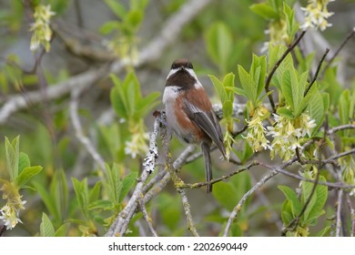 Chestnut-backed Chickadee Resting On Tree Branch, They Are Rather Dark, Richly-colored Chickadee Of The Pacific Northwest.