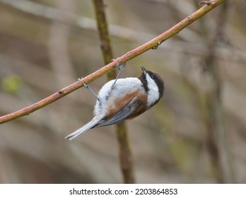 Chestnut-backed chickadee resting on tree branch, they are rather dark, richly-colored chickadee of the Pacific Northwest. Small, big-headed, and tiny-billed