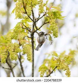 Chestnut-backed Chickadee Resting On Tree Branch, They Are Rather Dark, Richly-colored Chickadee Of The Pacific Northwest.