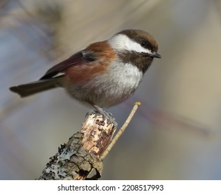 Chestnut-backed Chickadee Resting On Tree Branch, They Are Rather Dark, Richly-colored Chickadee Of The Pacific Northwest.