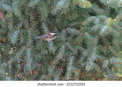 Chestnut-backed Chickadee Resting On Tree Branch, They Are Rather Dark, Richly-colored Chickadee Of The Pacific Northwest.