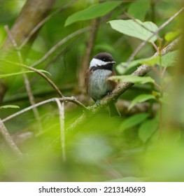 Chestnut-backed Chickadee Resting On Tree Branch, They Are Rather Dark, Richly-colored Chickadee Of The Pacific Northwest.