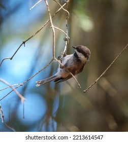 Chestnut-backed Chickadee Resting On Tree Branch, They Are Rather Dark, Richly-colored Chickadee Of The Pacific Northwest.