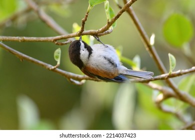 Chestnut-backed Chickadee Resting On Tree Branch, They Are Rather Dark, Richly-colored Chickadee Of The Pacific Northwest.