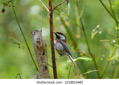 Chestnut-backed Chickadee Resting On Tree Branch, They Are Rather Dark, Richly-colored Chickadee Of The Pacific Northwest.