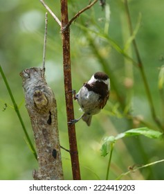 Chestnut-backed Chickadee Resting On Tree Branch, They Are Rather Dark, Richly-colored Chickadee Of The Pacific Northwest.