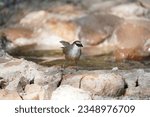 Chestnut-capped Babbler standing on the eage of the bird bath on the rocks.