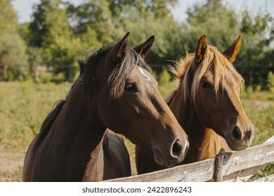 Chestnut-colored horses on a farm in a paddock. - Powered by Shutterstock