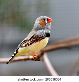 84 Chestnut Eared Finch Images, Stock Photos & Vectors | Shutterstock