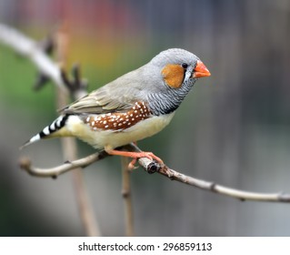 84 Chestnut Eared Finch Images, Stock Photos & Vectors | Shutterstock