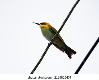 Chestnut-headed Bee-eater. Is A Near Passerine Bird In The Bee-eater Family.