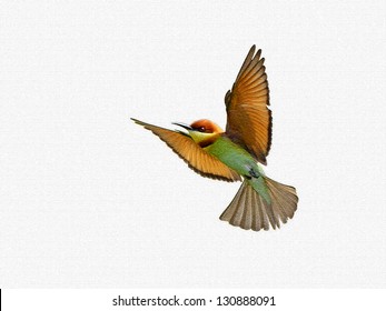 Chestnut-headed Bee-eaters in flight