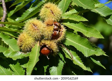 Chestnuts are about to fall from the ripe hadgehogs hanging on the tree during the harvest time in the fall season. Chestnut harvest time in October. Italy.