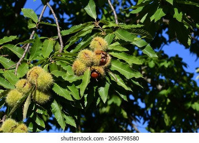 Chestnuts are about to fall from the ripe hadgehogs hanging on the tree during the harvest time in the fall season. Chestnut harvest time in October. Italy.
