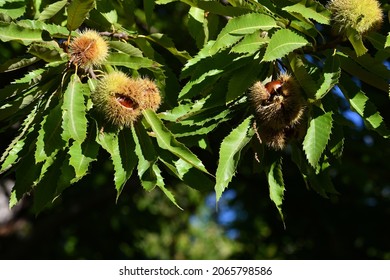 Chestnuts are about to fall from the ripe hadgehogs hanging on the tree during the harvest time in the fall season. Chestnut harvest time in October. Italy.
