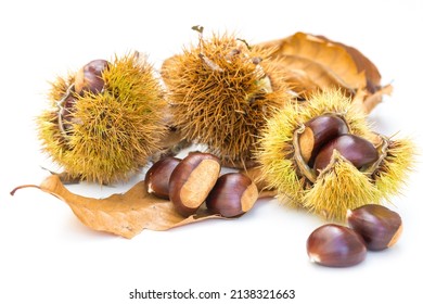 Chestnuts and chestnut burs on white background. European species, sweet chestnut (Castanea sativa)