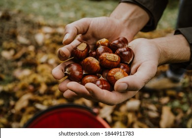 chestnuts. chestnut harvest. Autumn color - Powered by Shutterstock