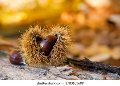 Chestnuts closeup on wood in autumn forest, golden background, shallow depth of field