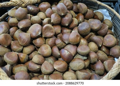 The Chestnuts Are The Deciduous Trees And Shrubs In The Genus Castanea, In The Beech Family Fagaceae.