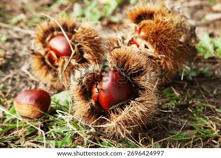 Chestnuts fallen on the ground