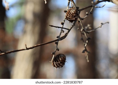 Chestnuts hanging from the tree