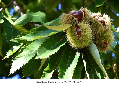 Chestnuts in hedgehogs hang from chestnut branches just before harvest, autumn season. Chestnut forest in the Tuscan mountains. Italy. - Powered by Shutterstock