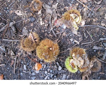 Chestnuts On The Ground And A Close-up Of A Chestnut Ball